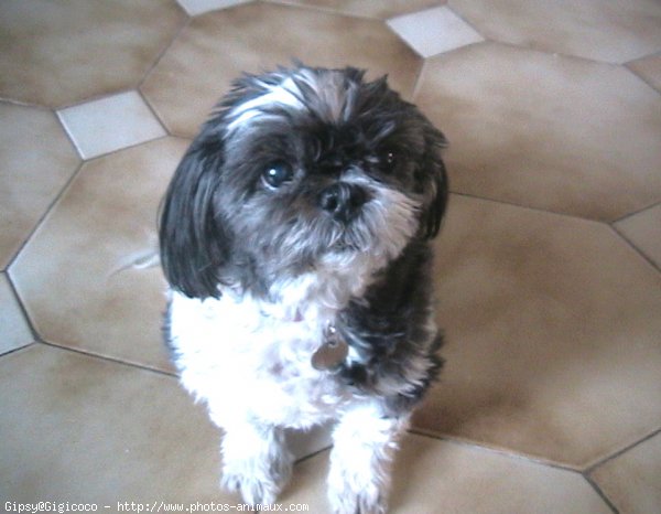 Photo de Shih tzu