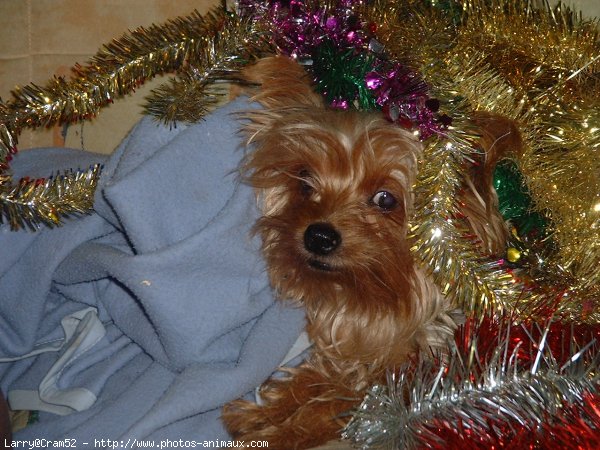 Photo de Yorkshire terrier