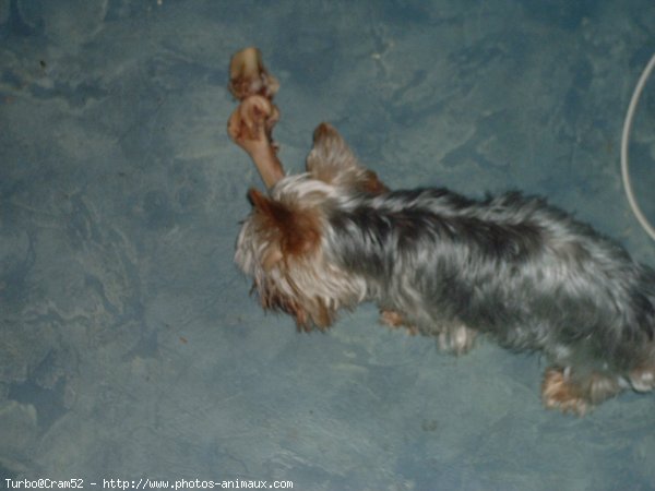 Photo de Yorkshire terrier