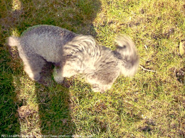 Photo de Caniche moyen