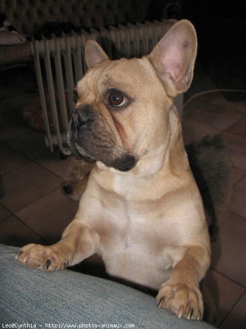 Photo de Bouledogue franais