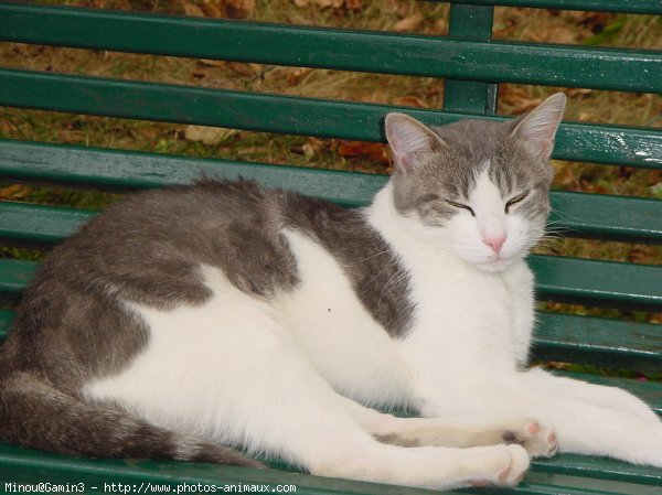 Photo d'European shorthair