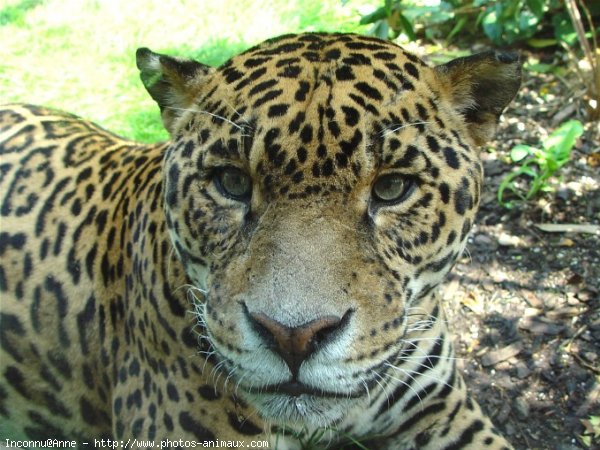 Photo de Jaguar