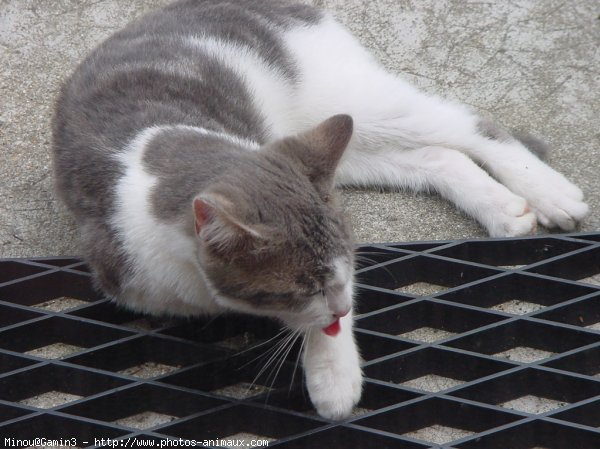 Photo d'European shorthair