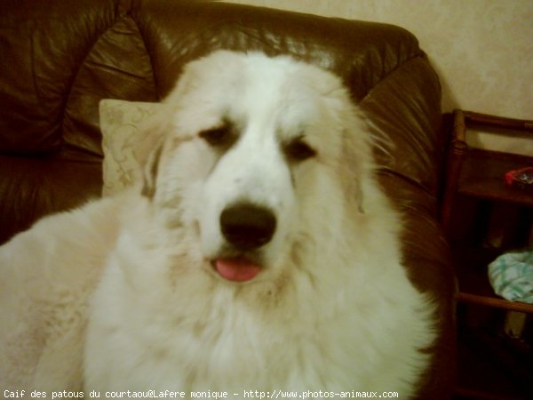 Photo de Chien de montagne des pyrnes