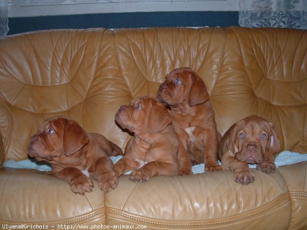 Photo de Dogue de bordeaux