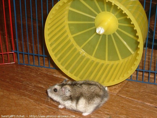 Photo de Hamster