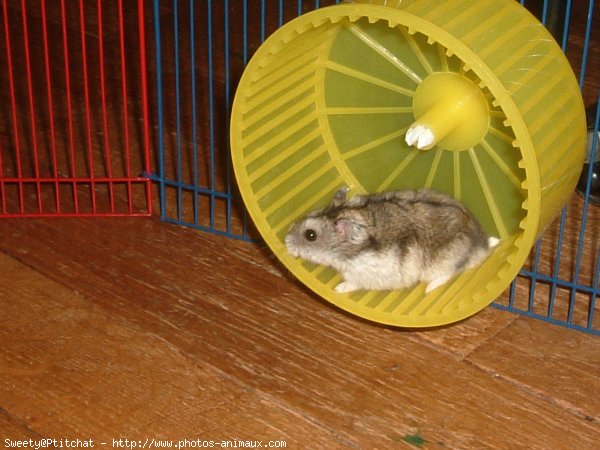 Photo de Hamster