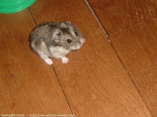 Photo de Hamster