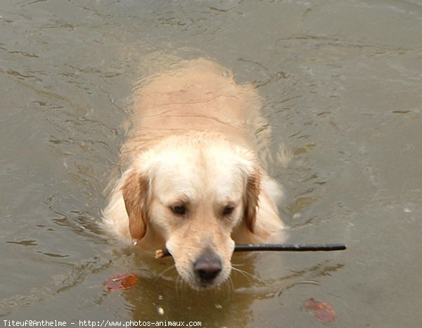 Photo de Golden retriever