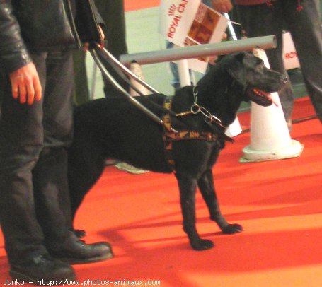 Photo de Labrador retriever