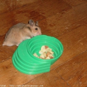 Photo de Hamster