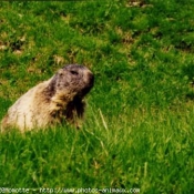 Photo de Marmotte