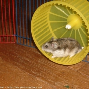 Photo de Hamster