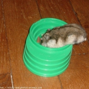 Photo de Hamster