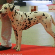 Photo de Dalmatien