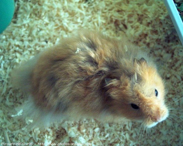 Photo de Hamster