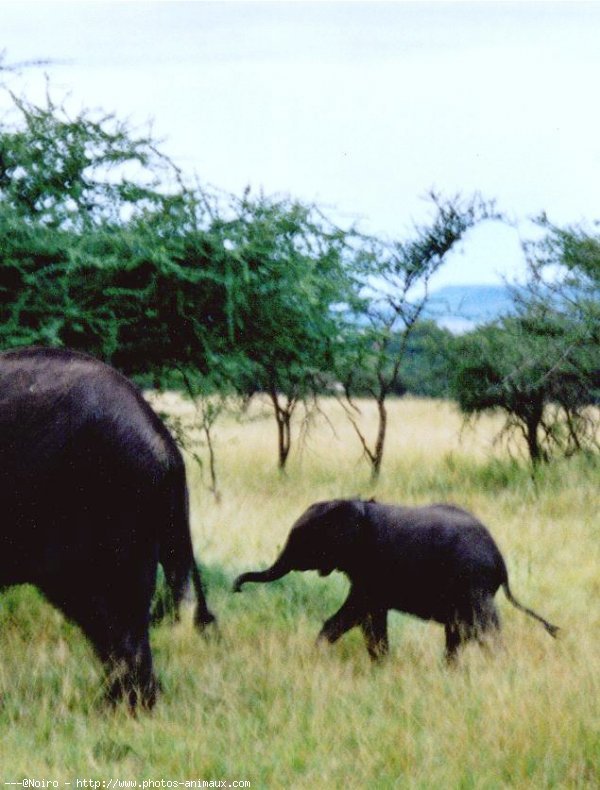 Photo d'Elphant d'afrique