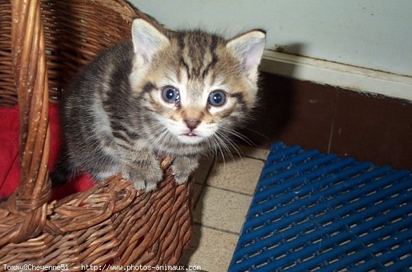 Photo de Chat domestique