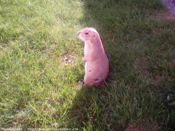 Photo de Chien de prairie