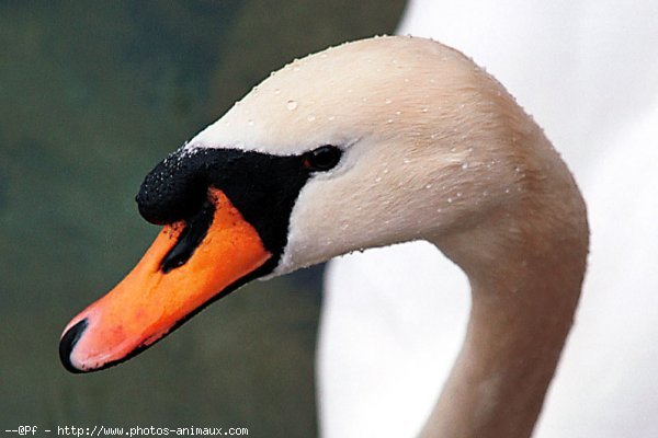 Photo de Cygne