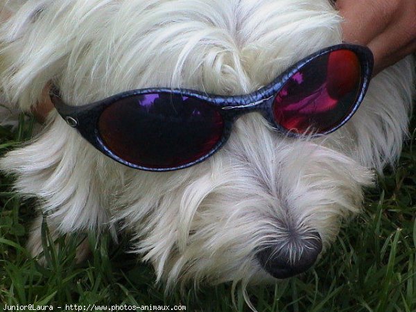 Photo de West highland white terrier