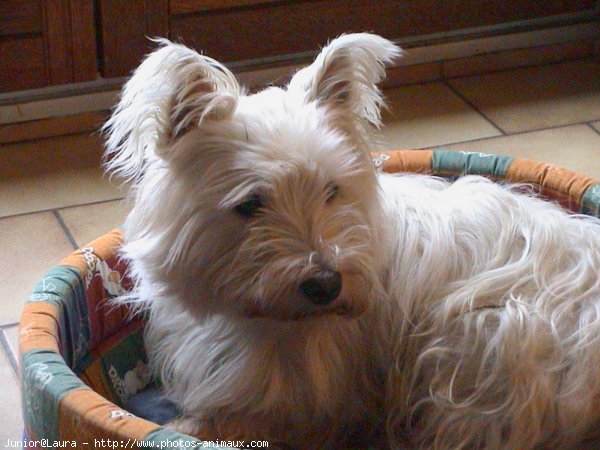 Photo de West highland white terrier