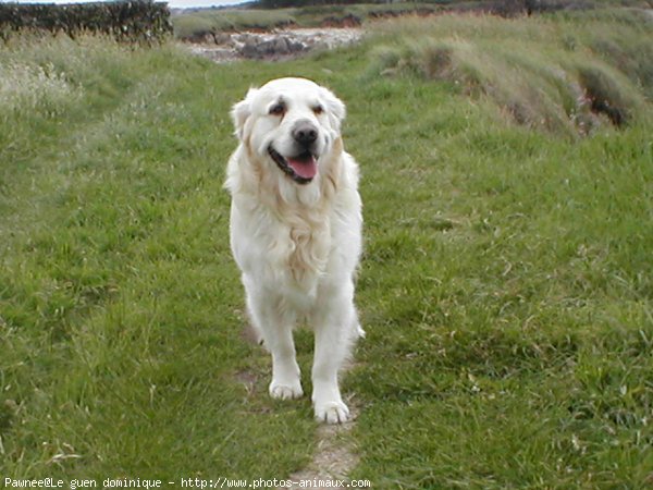 Photo de Golden retriever