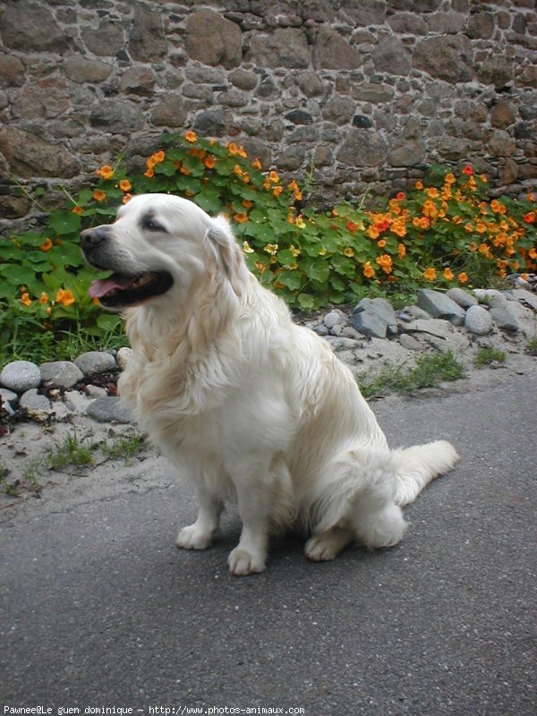 Photo de Golden retriever