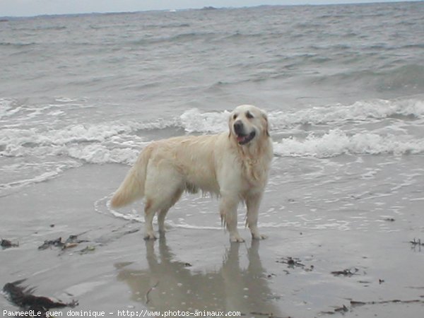 Photo de Golden retriever