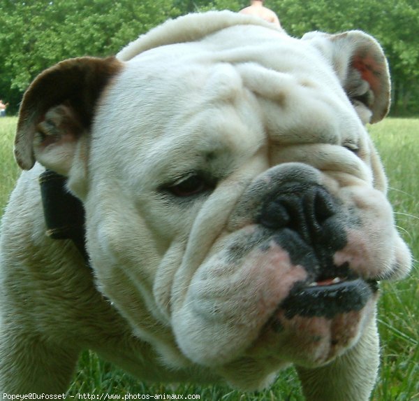 Photo de Bulldog