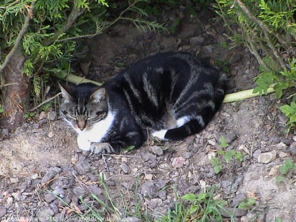 Photo de Chat domestique