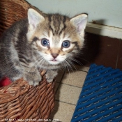 Photo de Chat domestique