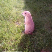 Photo de Chien de prairie