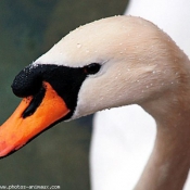 Photo de Cygne