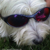 Photo de West highland white terrier