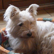 Photo de West highland white terrier