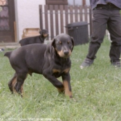 Photo de Dobermann