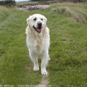 Photo de Golden retriever