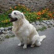 Photo de Golden retriever