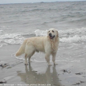 Photo de Golden retriever