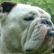 Photo de Bulldog