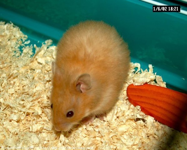 Photo de Hamster