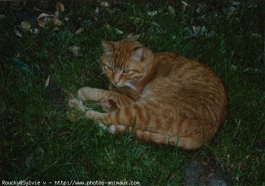 Photo de Chat domestique