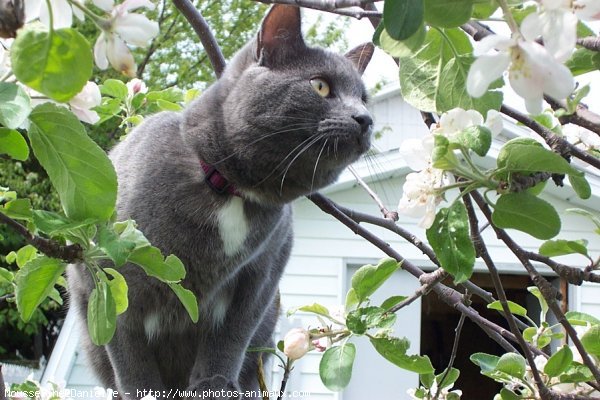 Photo de Chartreux