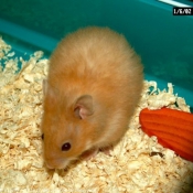 Photo de Hamster