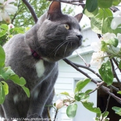 Photo de Chartreux