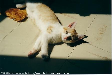 Photo de Chat domestique