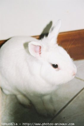 Photo de Lapin