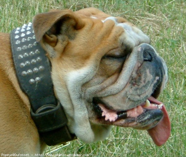 Photo de Bulldog